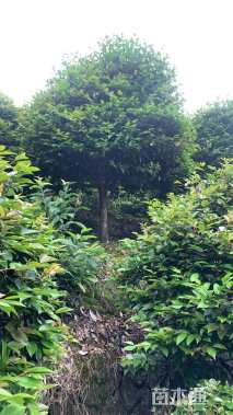 高度300厘米茶梅