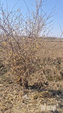 高度350厘米丛生蜡梅