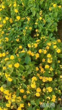 冠幅15厘米五色梅