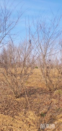 高度200厘米紫荆