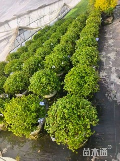 高度30厘米蓝雪花