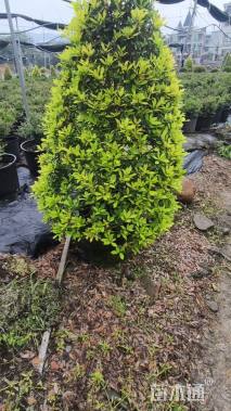 高度120厘米黄金枸骨