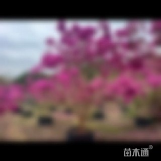 4公分紫花风铃木