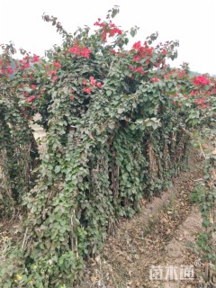 高度200厘米三角梅