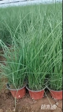 高度30厘米粉黛乱子草