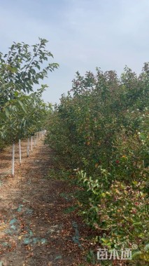 高度200厘米丛生紫薇