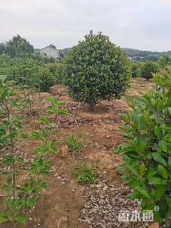 冠幅150厘米红叶石楠球