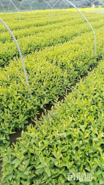 高度35厘米金丝桃