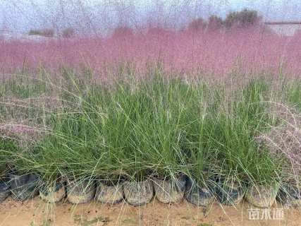 高度20厘米粉黛乱子草