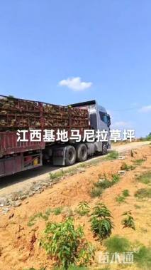 草卷状马尼拉草