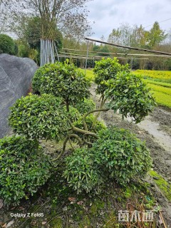 高度100厘米杜鹃