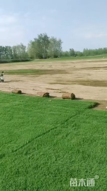 草卷状马尼拉草