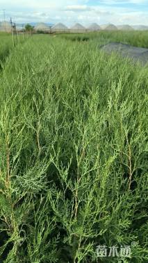 高度60厘米侧柏