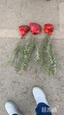 高度50厘米银姬小蜡