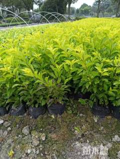 高度25厘米黄叶假连翘