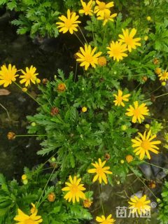 高度40厘米木春菊