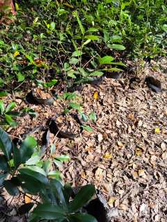 高度50厘米红叶石楠小苗