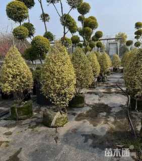 高度180厘米金姬小蜡