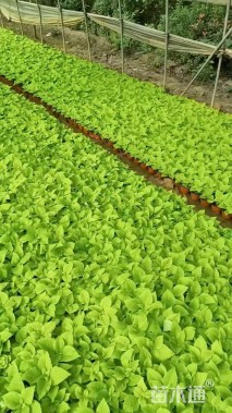 高度20厘米彩叶草