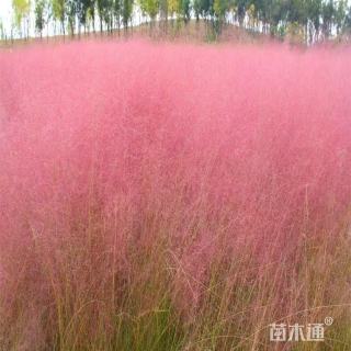 高度100厘米粉黛乱子草