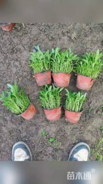 高度15厘米美丽月见草