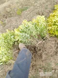 高度45厘米金叶女贞小苗