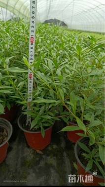 高度30厘米小叶栀子