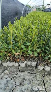 高度25厘米春鹃