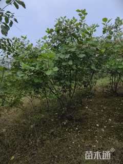 高度250厘米丛生黄栌