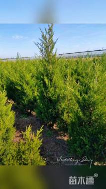 高度150厘米蜀桧