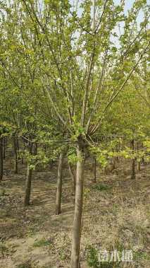 高度350厘米冬红果海棠