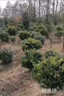 冠幅80厘米金森女贞球