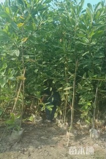 0.3公分台湾相思树