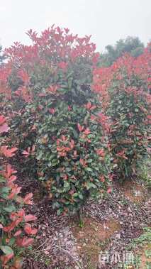 高度160厘米红叶石楠柱