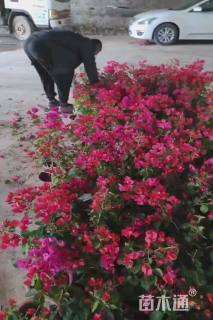 高度40厘米三角梅