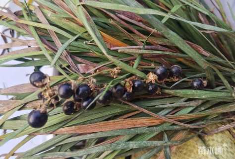 高度15厘米沿阶草