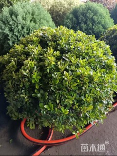 高度30厘米矮婆鹃