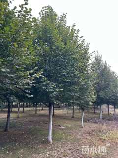 13公分欧洲小叶椴