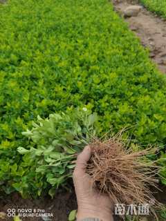 高度10厘米卫矛小苗