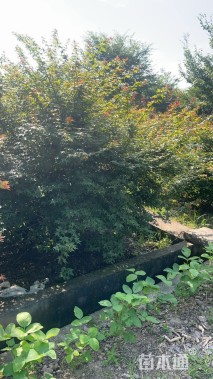 高度350厘米丛生红枫