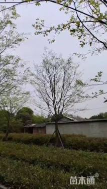 20公分朴树
