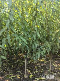 高度200厘米毛桃小苗