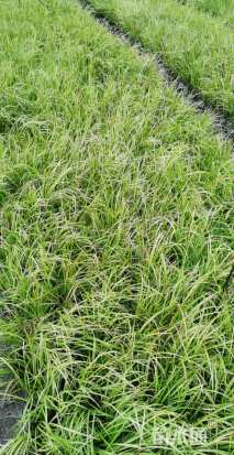 高度210厘米金叶石菖蒲