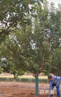 18公分日本晚樱