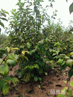 高度180厘米木绣球