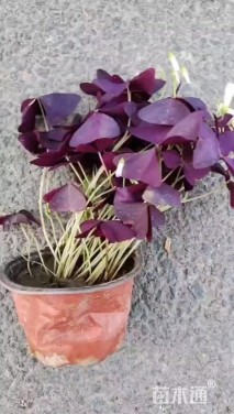 高度20厘米紫叶酢浆草