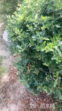 冠幅120厘米火棘球