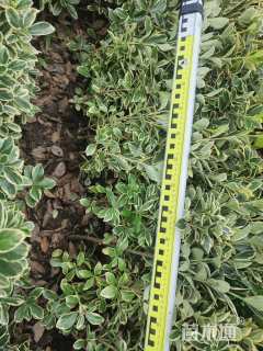 高度150厘米山麻杆