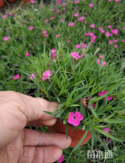 高度30厘米欧石竹