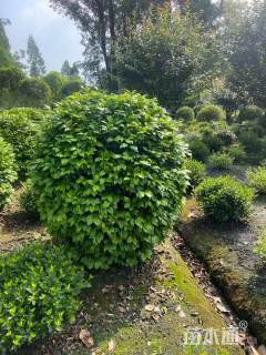 冠幅150厘米茶花球